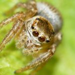 Free photo: Arachnida, Salticidae, Spider - Free Image on Pixabay - 795325