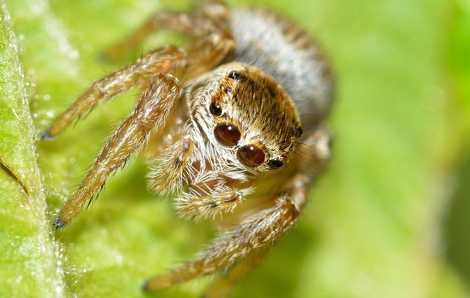 Free photo: Arachnida, Salticidae, Spider - Free Image on Pixabay - 795325 Free photo: Arachnida, Salticidae, Spider - Free Image on Pixabay - 795325
